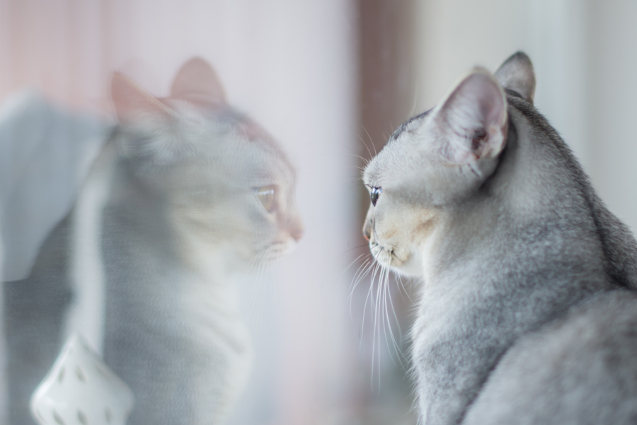 BlackCap Advisory_What Is Double-Entry Accounting Beginner-Friendly Guide for SMEs & Startups